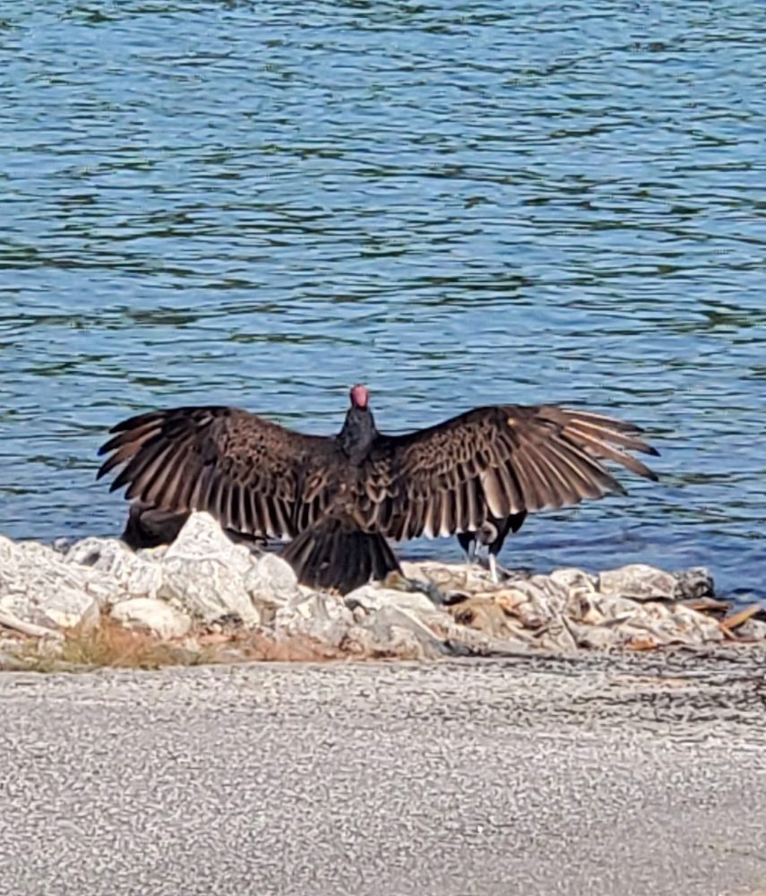 Vulture with wings spread standing on rocks by a body of water.
