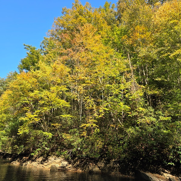 Trees with green and yellow leaves by a riverbank under a clear blue sky.