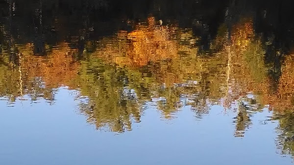 Reflection of autumn trees on calm water creating a mirrored effect.