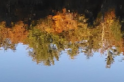 Reflection of autumn trees on calm water creating a mirrored effect.