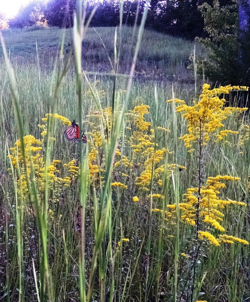 Monarch butterfly on yellow wildflowers in a grassy field.