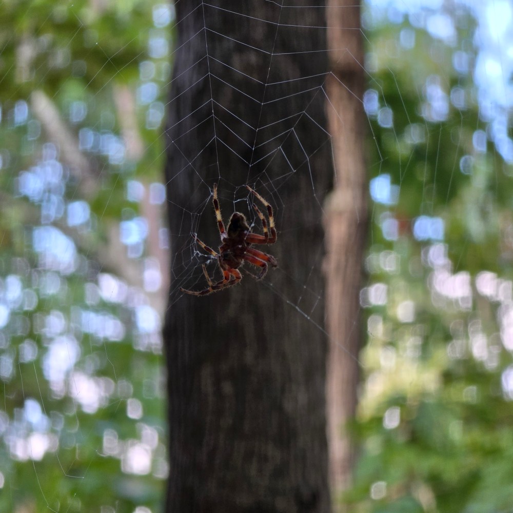 Spider on a web with blurred trees in the background.