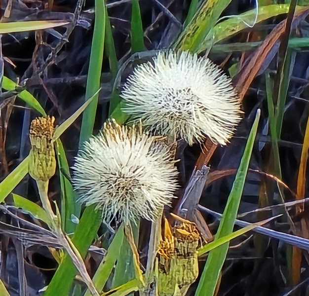 Close-up of fluffy dandelion seed heads and green grass.