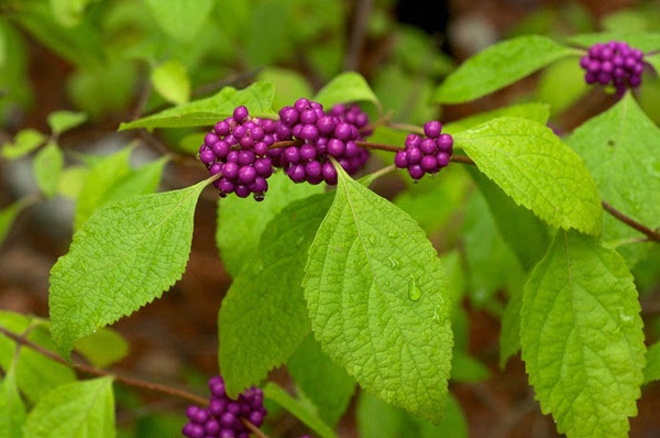 Branch with bright green leaves and clusters of small purple berries.