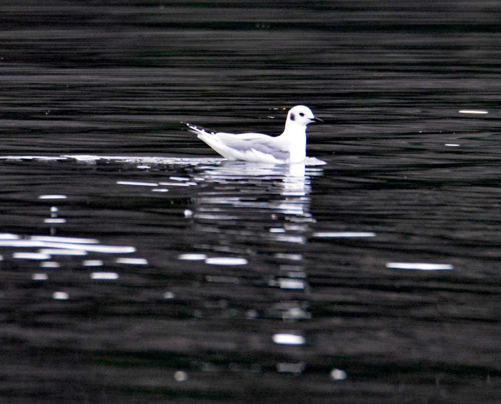 White bird swimming on dark water with ripples around it.
