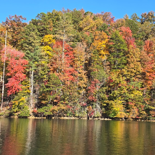 Forest with vibrant autumn foliage reflected in a calm lake under clear blue sky.