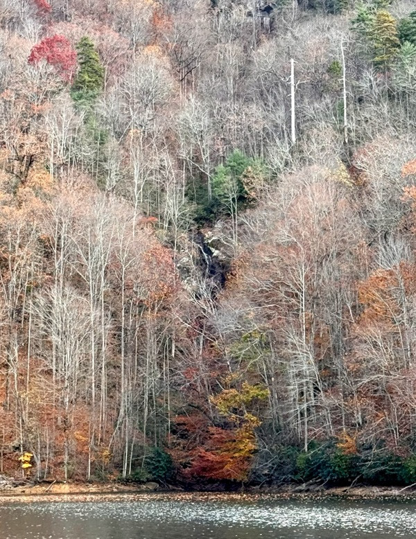 Autumn forest with bare trees near a calm lake, rich in fall colors.