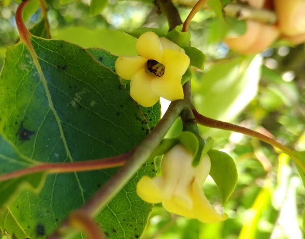 Yellow flower with a bee inside, surrounded by green leaves on a sunny day.