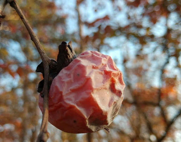 Close-up of a shriveled red fruit on a branch with blurred autumn foliage in the background.