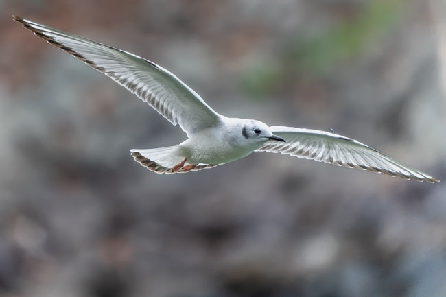 Seagull in flight with wings spread against a blurred background.