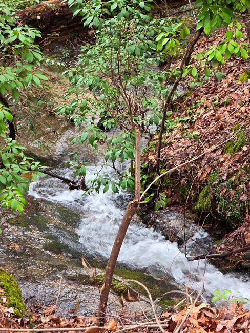 A small stream flowing through a forest with green leaves and brown fallen foliage.