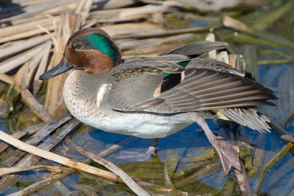 Duck with brown and green head wading in water with reeds.