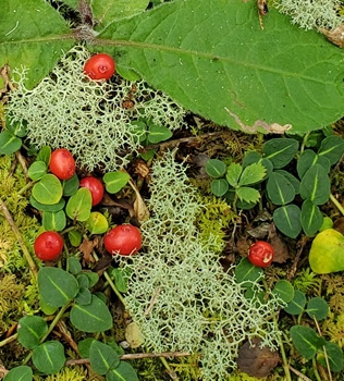 Red berries and green leaves among white lichen on forest floor.