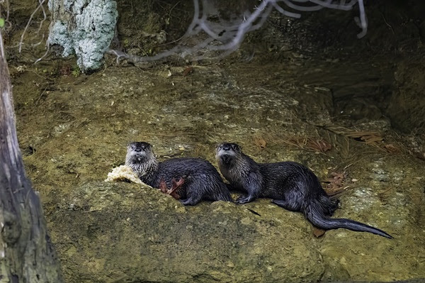 Two otters resting on a rocky surface with a starfish and foliage nearby.
