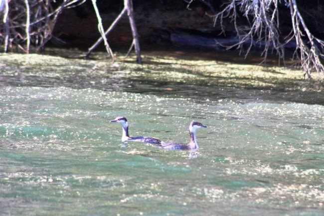 Two birds swimming in a pond with overhanging branches.