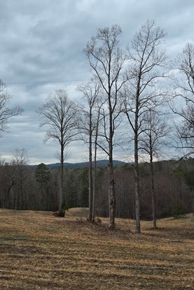 Leafless tall trees in a grassy field under a cloudy sky.