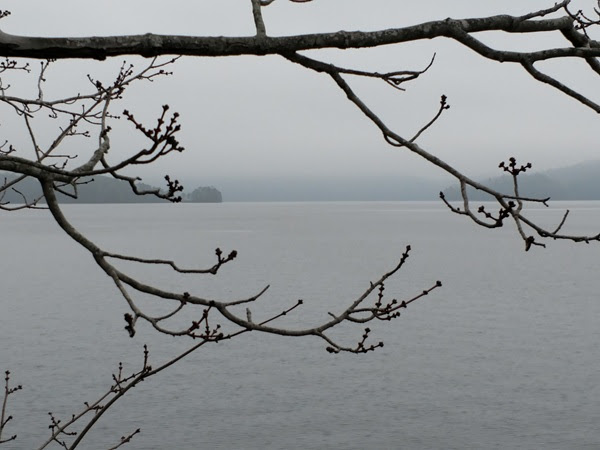 Bare tree branches over a calm, misty lake on a foggy day.