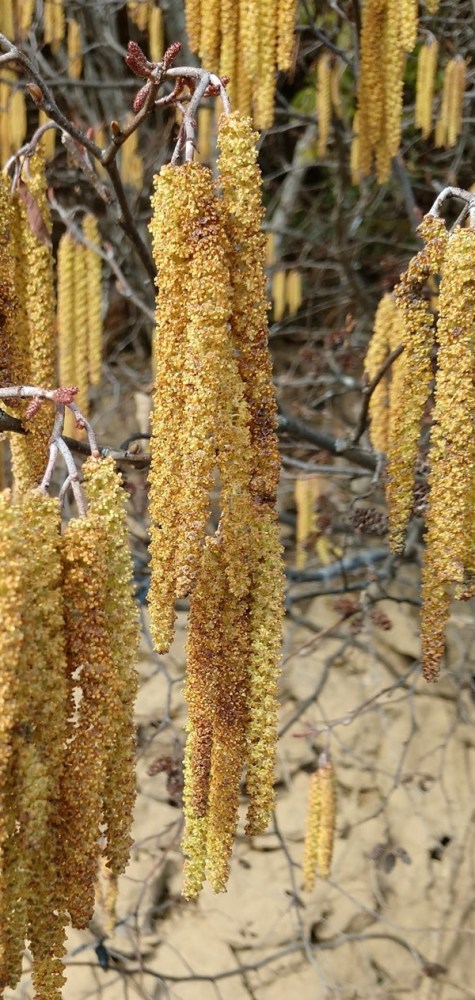 Close-up of brown catkins hanging from tree branches.