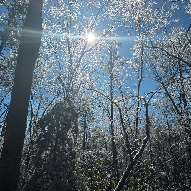 Sunlight shining through frosted trees in a forest against a clear blue sky.
