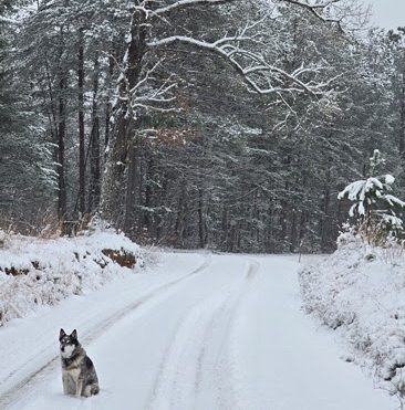 Dog sitting on snowy road lined with trees in winter landscape.