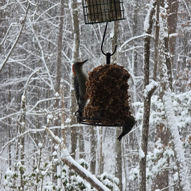 Two birds on a feeder in a snowy forest, one with a red head and patterned wings.