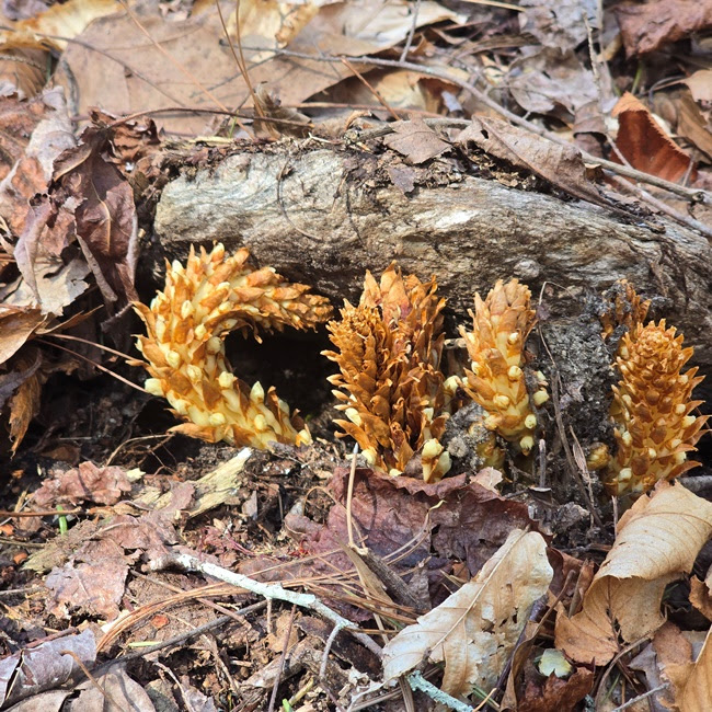 Cluster of brown, cone-shaped plants emerging from forest floor leaves.