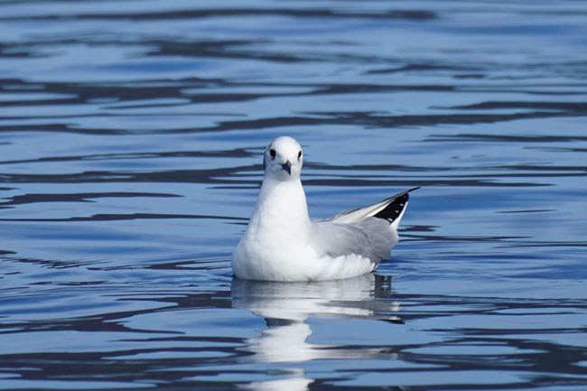 White and gray seagull floating on calm blue water.