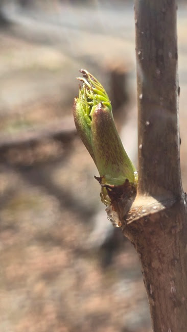 Close-up of a budding green leaf on a brown branch with blurred background.