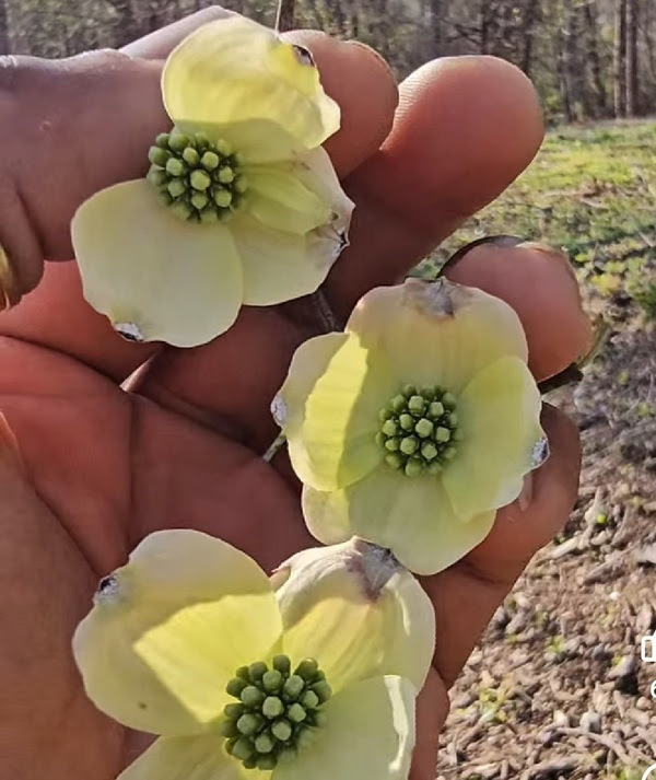 Hand holding three light yellow flowers with green centers outdoors.