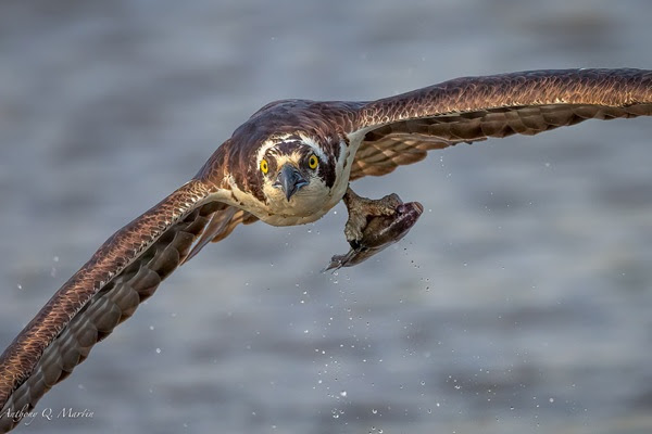 Osprey in flight with wings spread, holding a fish, over water.