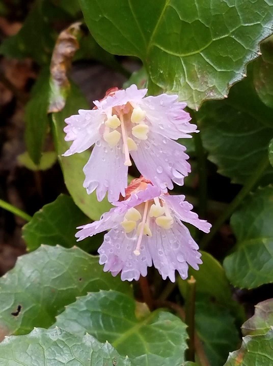 Two pink flowers with fringed petals and green leaves in the background.
