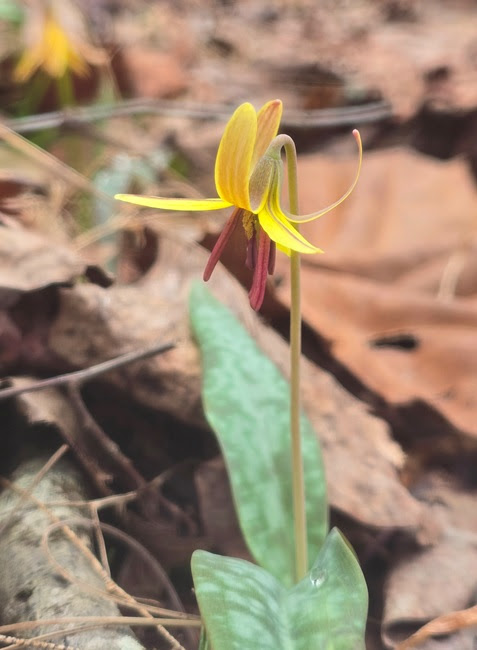 Yellow wildflower with red stamens and green leaves on a forest floor.