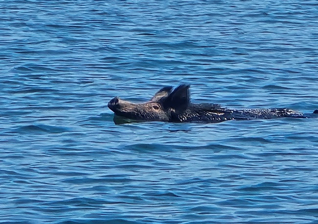 A pig swimming in clear blue water with only its head visible above the surface.