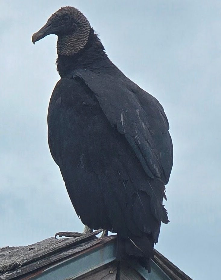Black vulture perched on a rooftop against a cloudy sky.