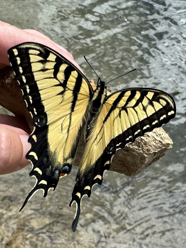 Yellow and black butterfly perched on a hand near water.