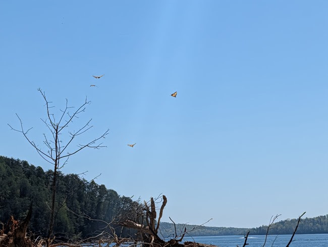 Butterflies flying over a lake with trees and a clear blue sky.