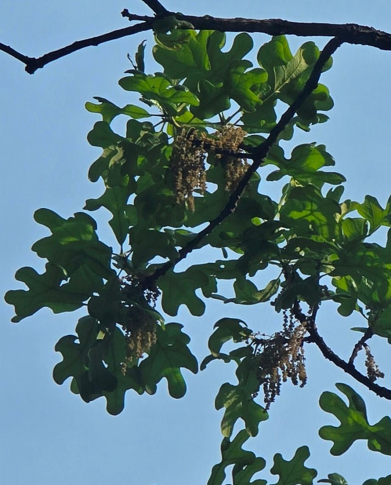 Green leaves and catkins on tree branch against blue sky.