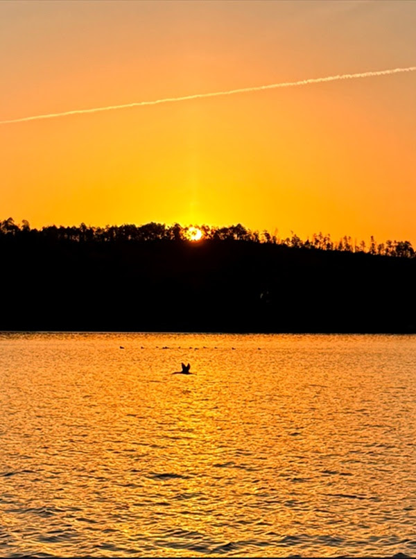 Sunset over a lake with silhouette of a bird flying.
