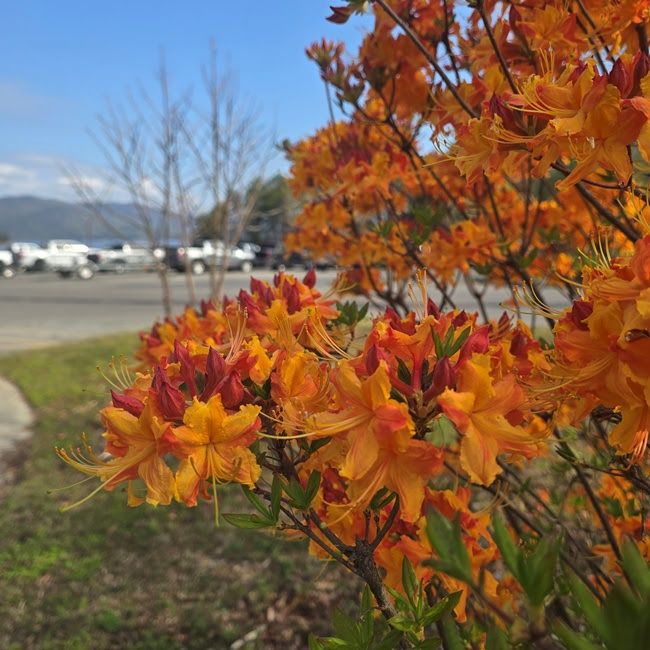 Bright orange flowers bloom with a parking lot in the background.