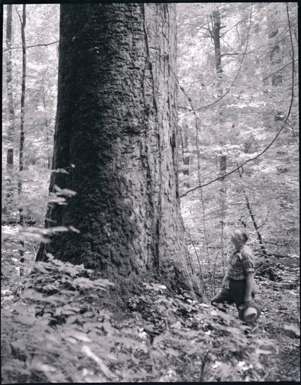 Person with hat looks up at a large tree in a forest.