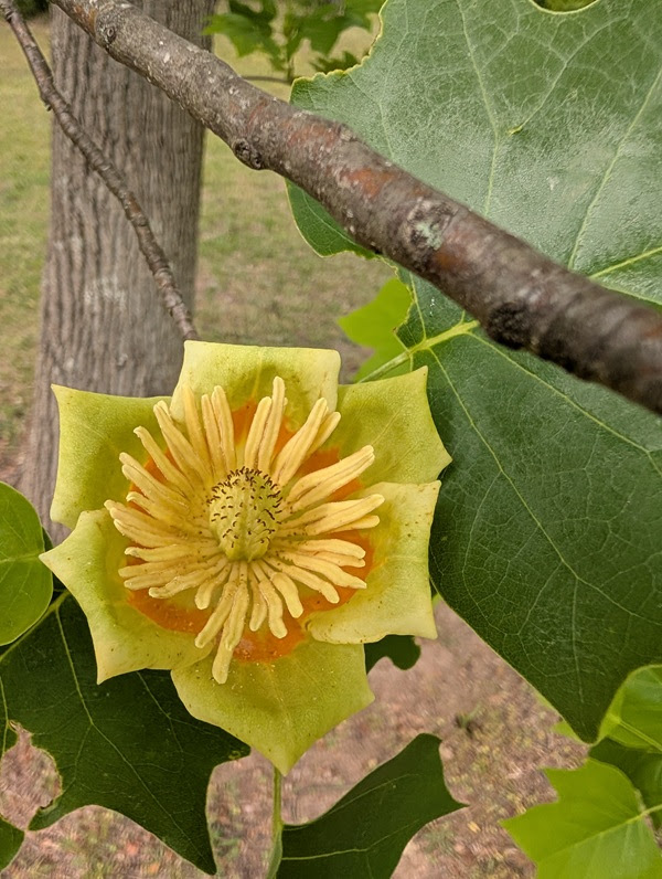 Yellow tulip tree flower with green leaves and a branch