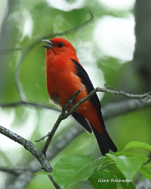Bright red bird with black wings perched on a branch.