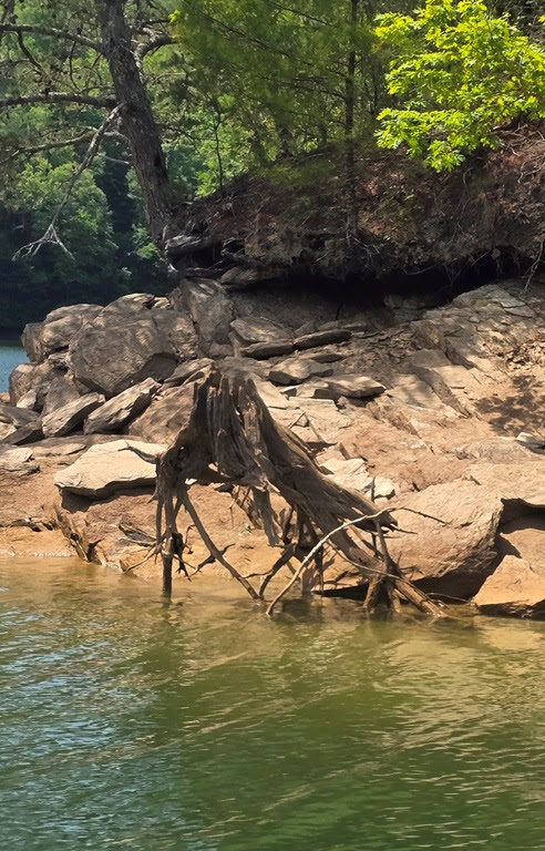 Tree roots and rocks by a green lake shoreline.