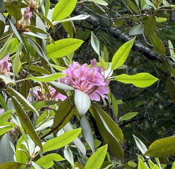 Pink flowers and green leaves on a bush