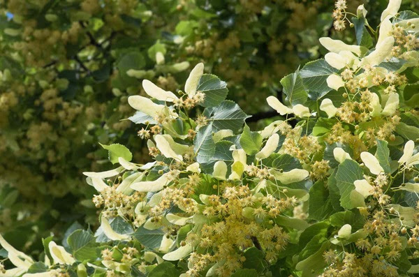 Lush lime tree branches with green leaves and clusters of small, yellowish flowers.