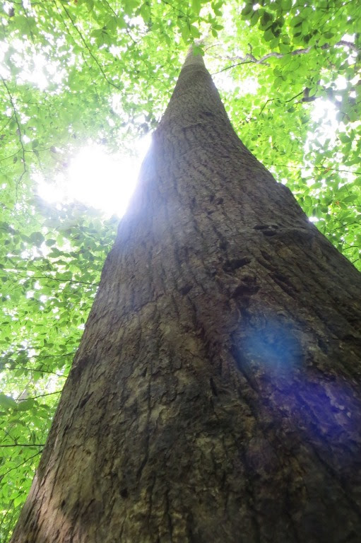 Looking up a tall tree trunk with green leaves and sunlight peeking through.