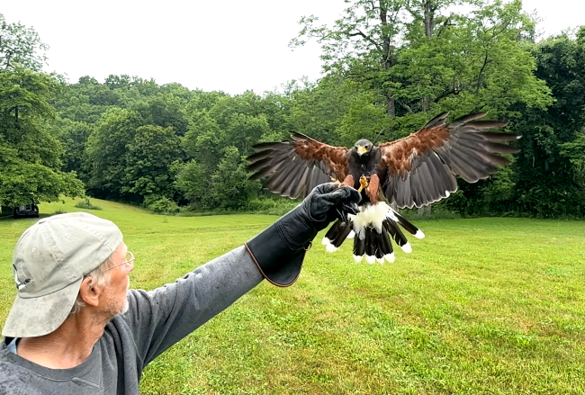Person with glove holding a hawk on a grassy field.
