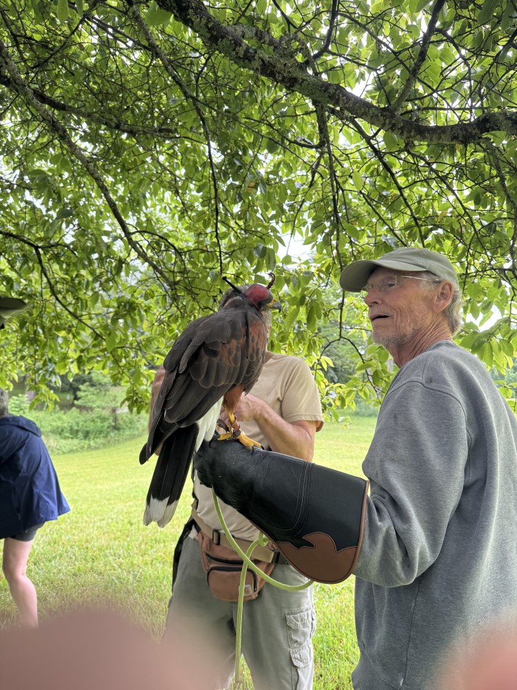 Man holding a hawk on his glove, under a tree.