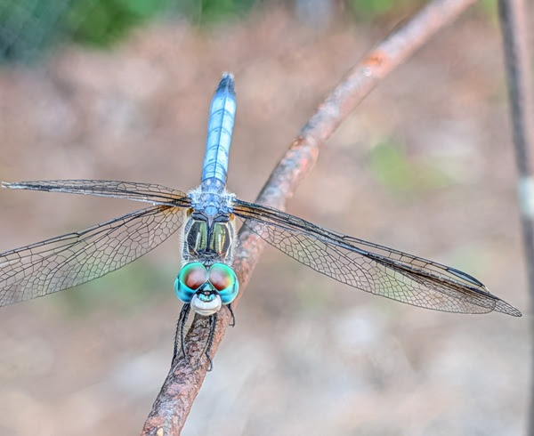 Close-up of a blue dragonfly perched on a twig, with detailed transparent wings.