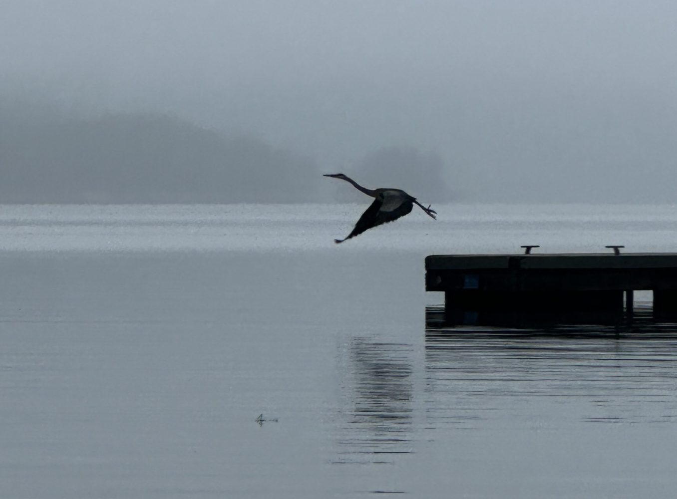 Bird flying over calm water near a dock on a foggy day.